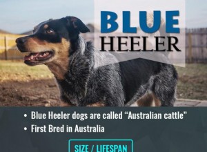 Blue Heeler:Kompletní informace o plemeni australského honáckého psa