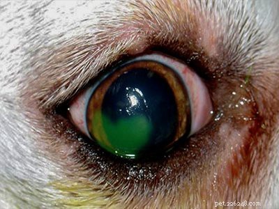 Blue Heeler:complete informatie over het ras van de Australian Cattle Dog