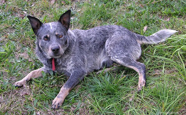 Blue Heeler:Kompletní informace o plemeni australského honáckého psa