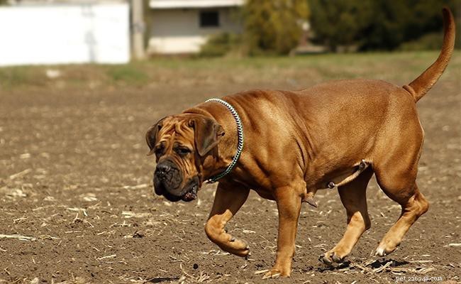 Boerboel – 10 essentiële informatie over hondenrassen die u niet mag missen