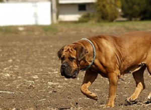 Boerboel – 놓치지 말아야 할 10가지 중요한 개 품종 정보