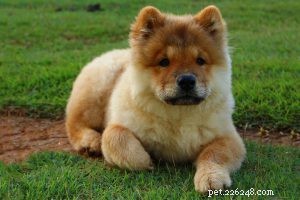Boerboel – 10 informations vitales sur les races de chiens à ne pas manquer