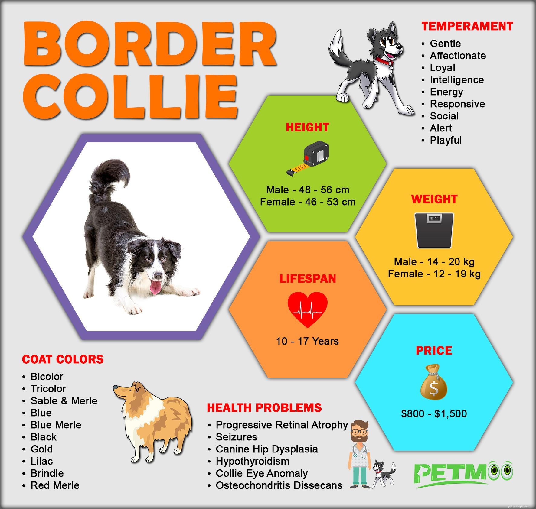 Border Collie-valpar – alla fakta om den energiska hunden