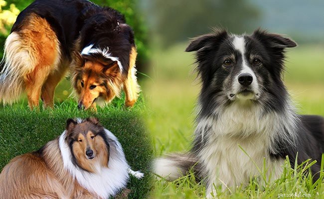 Щенки бордер-колли – все факты об энергичной собаке
