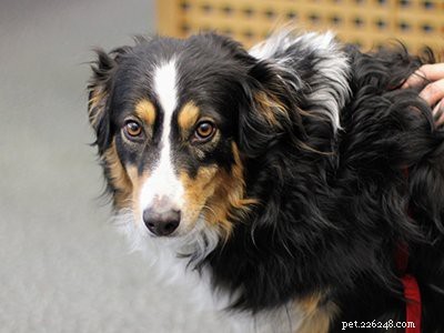 ボーダーコリーの子犬–エネルギッシュな犬に関するすべての事実