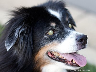 Cuccioli di Border Collie – Tutti i fatti sul cane energico