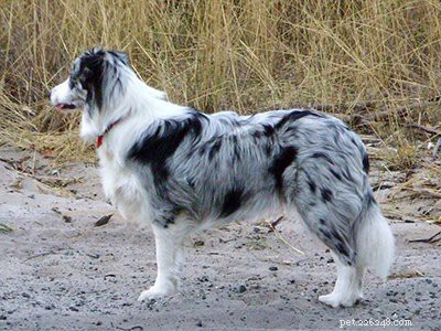 ボーダーコリーの子犬–エネルギッシュな犬に関するすべての事実