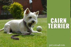 Border Terrier – Informations et tempérament sur la race de chien