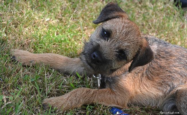 Border Terrier – Informatie over hondenrassen en temperament
