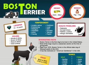 Информация о породе собак бостон-терьер