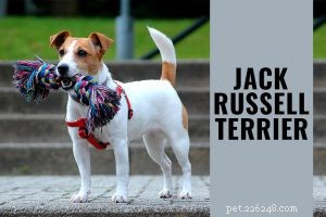 Informatie over hondenrassen van Boston Terrier
