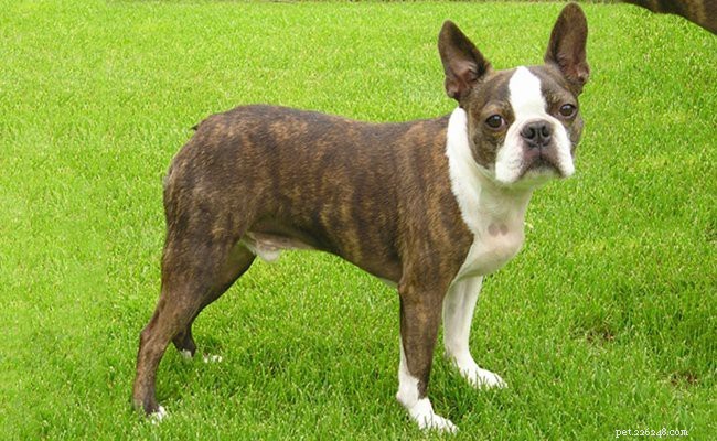 Informazioni sulla razza del cane Boston Terrier