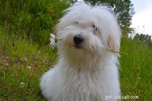 Bouvier des Flandres Informations et caractéristiques sur la race de chiens