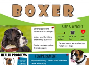 Štěňata boxerů – Informační průvodce plemene psů