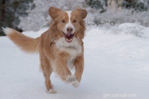 Boxerpuppy s – Informatiegids voor hondenrassen