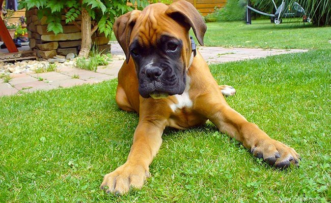 Cuccioli Boxer – Guida informativa sulla razza canina