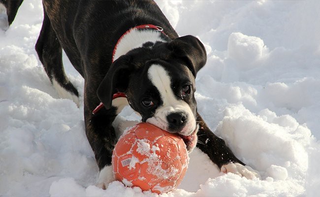 Cuccioli Boxer – Guida informativa sulla razza canina