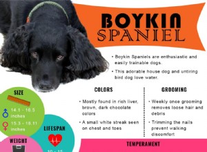Filhotes Boykin Spaniel – Informações sobre a raça
