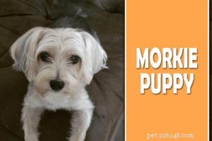 Boykin Spaniel-puppy s – Rasinformatie