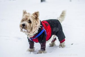 Briard – Informations sur les races de chiens et guide complet