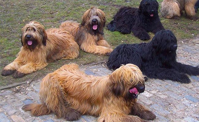 Briard – Informations sur les races de chiens et guide complet