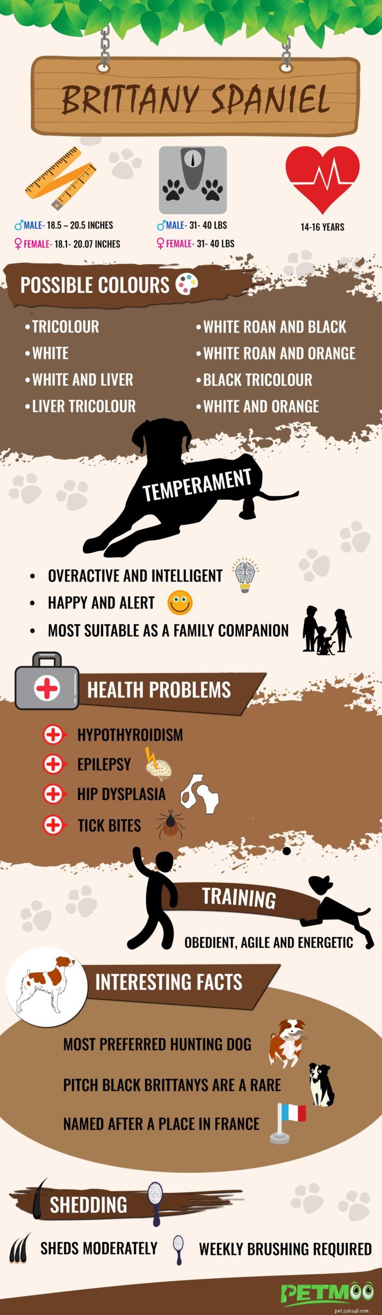 Brittany Spaniel – Moet informatie over hondenrassen weten