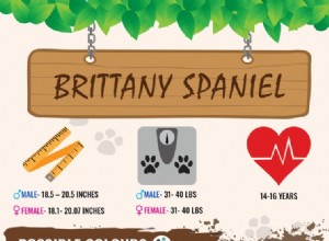 Brittany Spaniel – Informações obrigatórias sobre a raça do cão