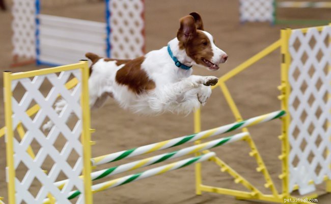 Brittany Spaniel – Informações obrigatórias sobre a raça do cão