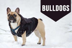 Бретани-спаниель — информация о породе собак, которую необходимо знать