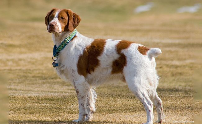Épagneul breton – Informations incontournables sur les races de chiens