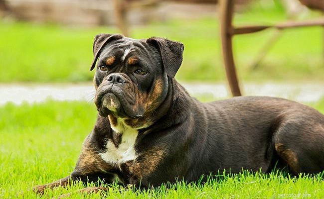 ブルドッグ–犬の品種情報と気質 