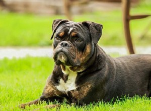 Бульдог – информация о породе собак и темпераменте