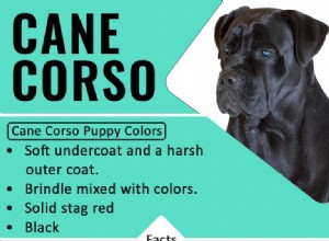 Cane Corso – informace o plemeni psů a fakta