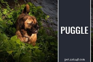 Cane Corso – Informazioni e fatti sulla razza canina