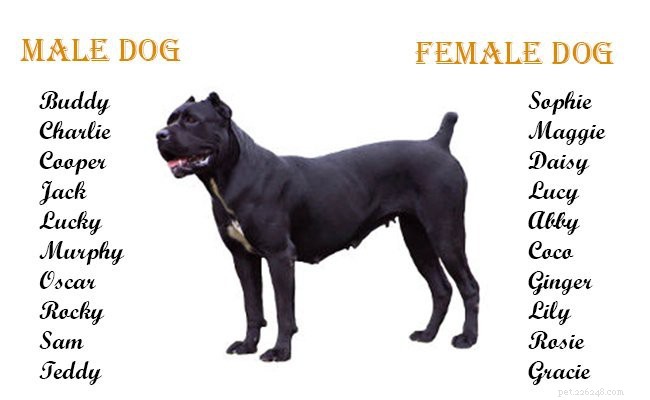Cane Corso – Informations et faits sur la race de chien