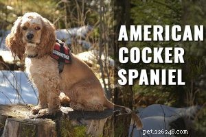 Cavalier King Charles Spaniel – Informatie en feiten over hondenrassen