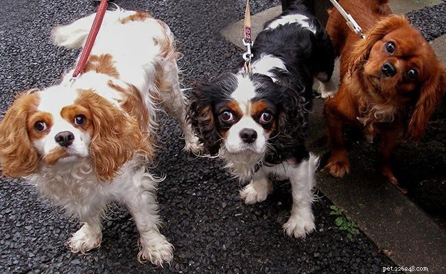 Cavalier King Charles Spaniel – Informations et faits sur la race de chien