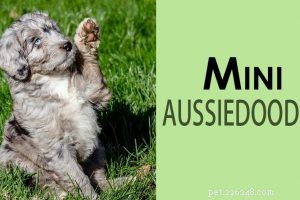 Chihuahua Maltese Mix (Malchi) – Informations et traits de race