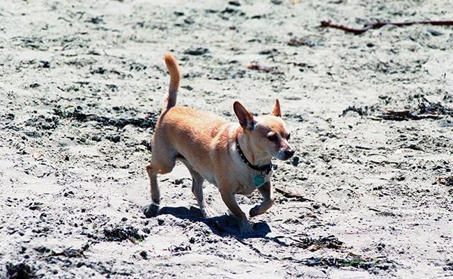 Chiweenie – Informazioni complete sulla razza sul cagnolino