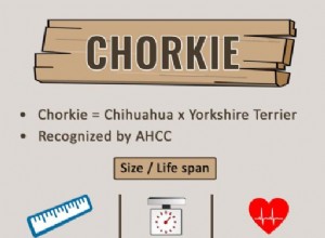 Chorkie – 귀엽고 활기찬 애완동물에 대한 모든 정보