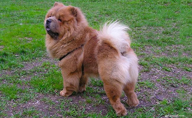 Чау-чау – все факты о благородной породе собак