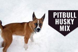 Cockapoo Puppies – Informatie over hondenrassen