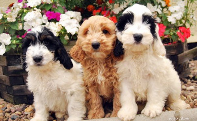 Cockapoo Puppies – Informatie over hondenrassen