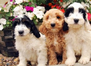 Cãezinhos Cockapoo – Informações sobre raças de cães