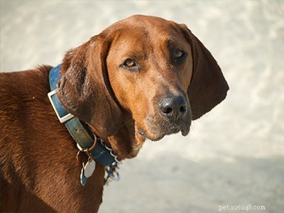 Coonhound – Informations sur la race de chien du chasseur