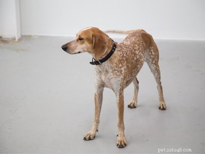 Coonhound – Hundrasinformation om jägaren
