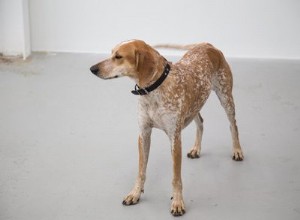 Coonhound – Informações sobre a raça do cão caçador