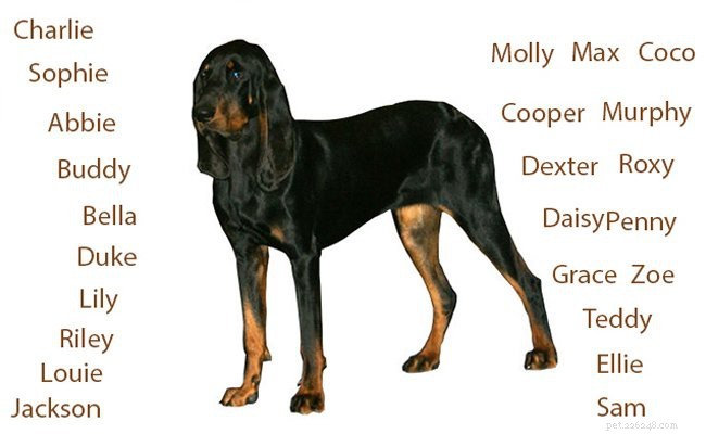 Coonhound – Informations sur la race de chien du chasseur