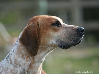 Coonhound – informace o plemeni psa o loveckém psovi