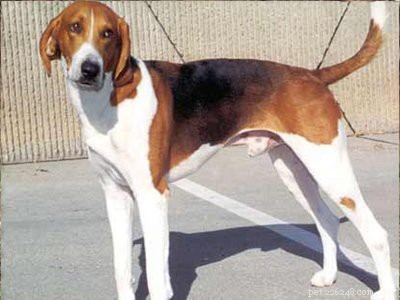クーンハウンド–ハンター犬に関する犬の品種情報 
